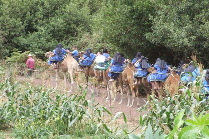 Camel Riding Tour at El Tanque, Tenerife - Price and value at about $18.07 for a short ride