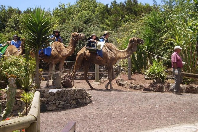 Camel Riding Tour at El Tanque, Tenerife - Should you book this El Tanque camel riding tour?