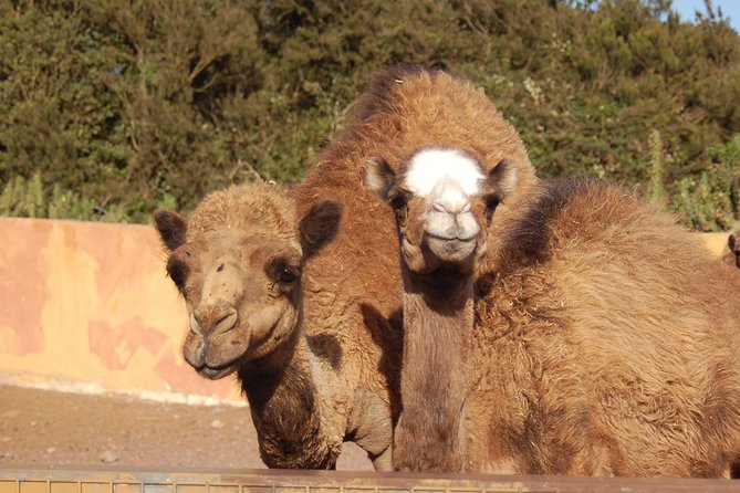 Camel Riding Tour at El Tanque, Tenerife - Mounting up: what happens before the camel ride begins