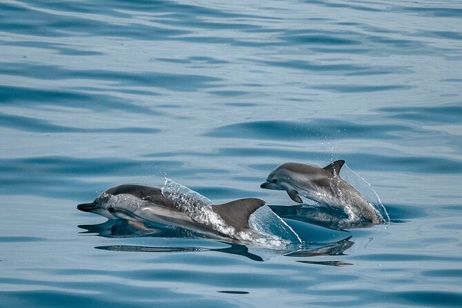 CATAMARAN OCEAN CRUISE TOUR, Food & Drinks included! - Out toward La Gomera: this is where the wildlife search happens
