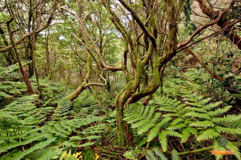 Colon Skies - Garajonay National Park: Walking The Tertiary-Era Laurel Forest