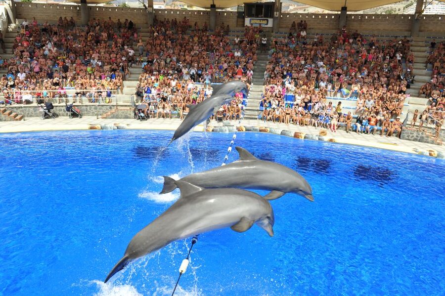 Costa Adeje: Aqualand Water Park Ticket with Dolphin Show - Heated pools, Lava River floats, and the Vulcano Spa reset button