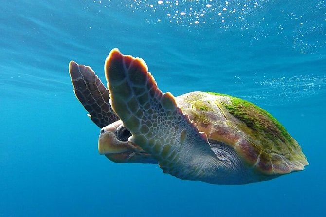 Costa Adeje | Cetacean sighting in Tenerife South - Why this Costa Adeje whale watching tour feels different