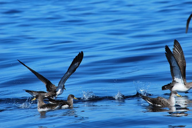 Costa Adeje | Cetacean sighting in Tenerife South - Value check: is $71.35 per person worth it?
