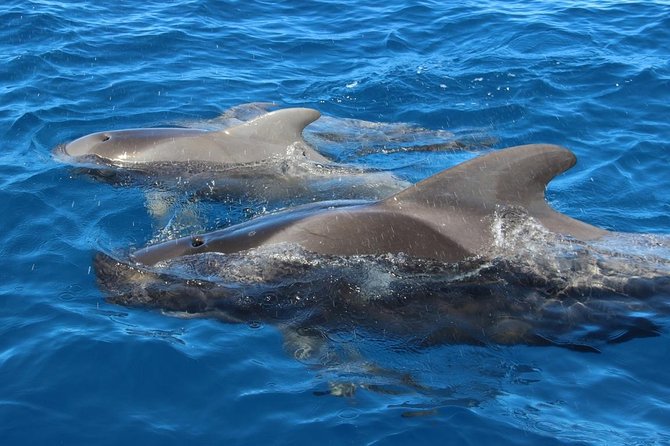 Costa Adeje | Cetacean sighting in Tenerife South - The crew names that often make the trip feel human