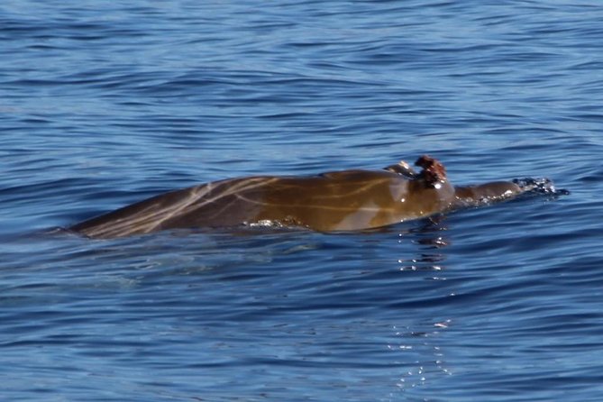 Costa Adeje | Cetacean sighting in Tenerife South - What happens on Papacho 2 once you’re aboard