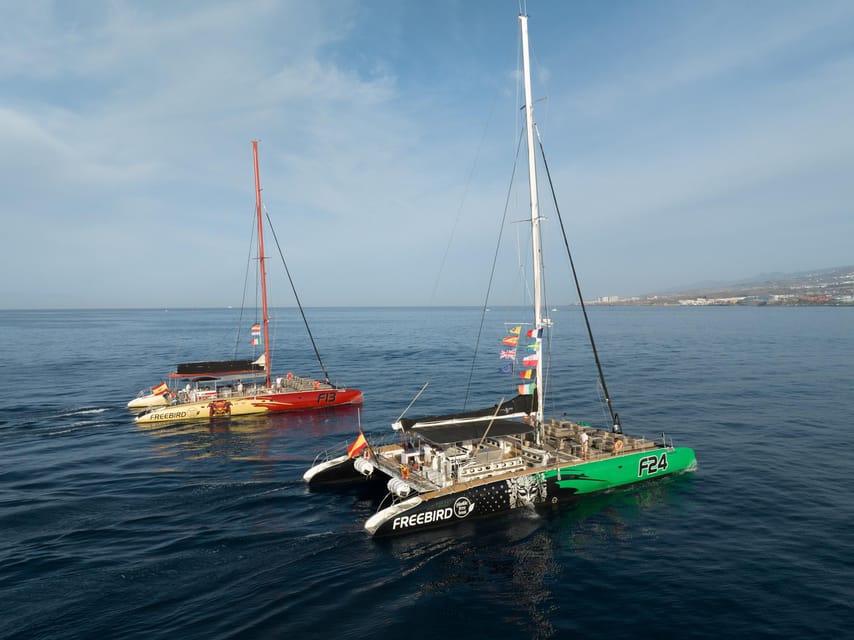 Costa Adeje: Masca and Los Gigantes Whale Watching Cruise - Whale watching in the Tenerife to La Gomera channel, what you’re actually searching for
