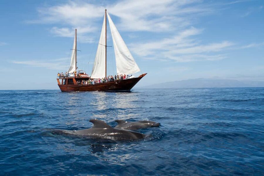 Costa Adeje: Respectful Whale-Watching Sailboat Tour & swim - Key Highlights You Will Care About
