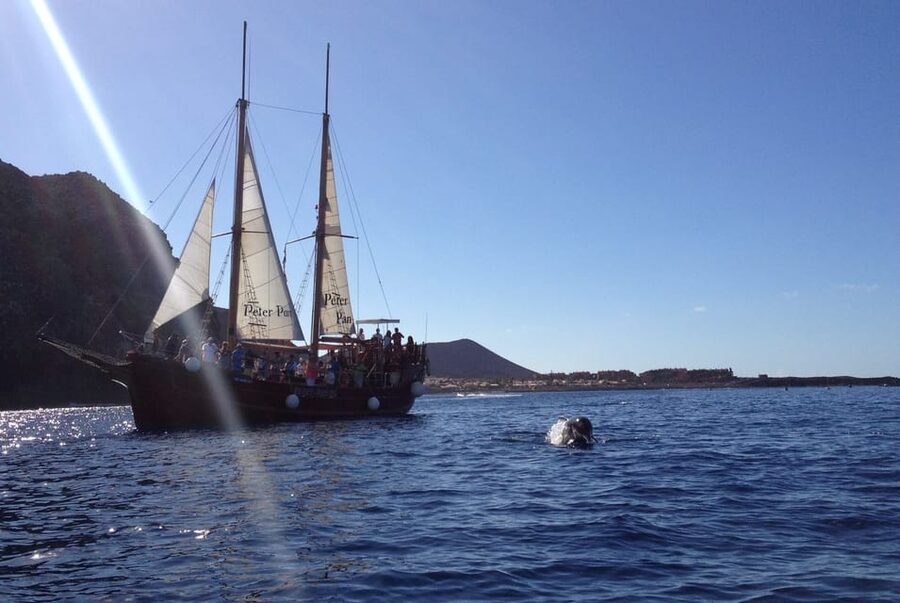 Costa Adeje: Respectful Whale-Watching Sailboat Tour & swim - Who should book this Costa Adeje sailboat whale tour