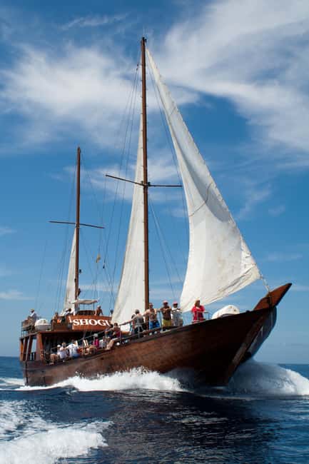 Costa Adeje: Respectful Whale-Watching Sailboat Tour & swim - Getting on the Shogun at Puerto Colón (and why timing matters)