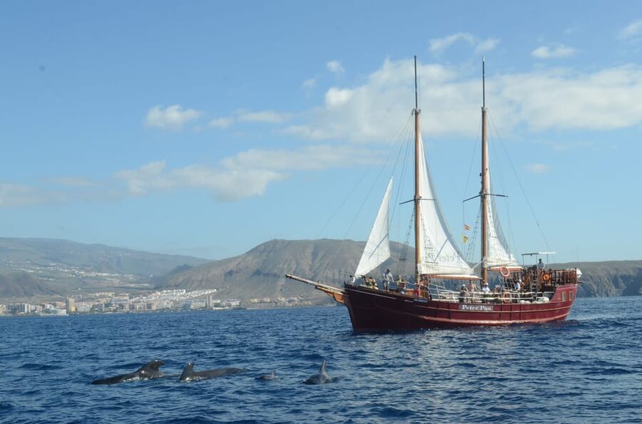 Costa Adeje: Respectful Whale-Watching Sailboat Tour & swim - The Costa Adeje portion: cruising, dolphin spotting, and a swim break