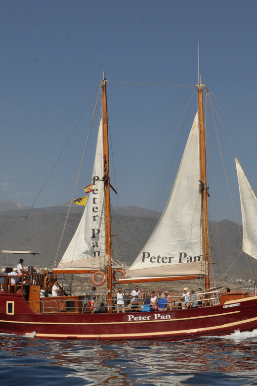 Costa Adeje: Respectful Whale-Watching Sailboat Tour & swim - What the crew actually does for your chances