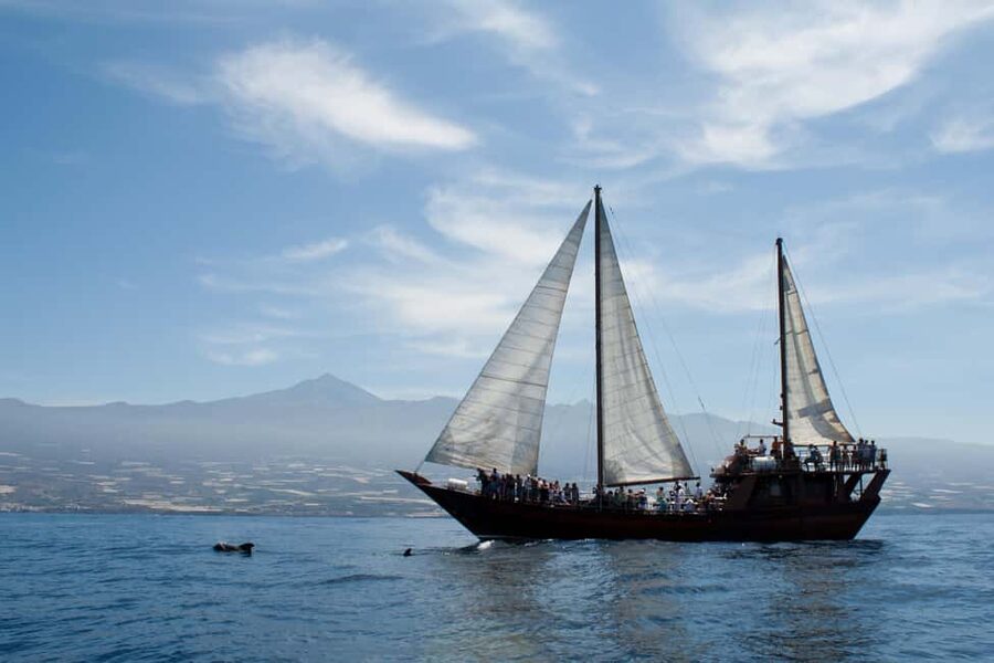 Costa Adeje: Respectful Whale-Watching Sailboat Tour & swim - Small rules that protect the animals (and keep things smooth)