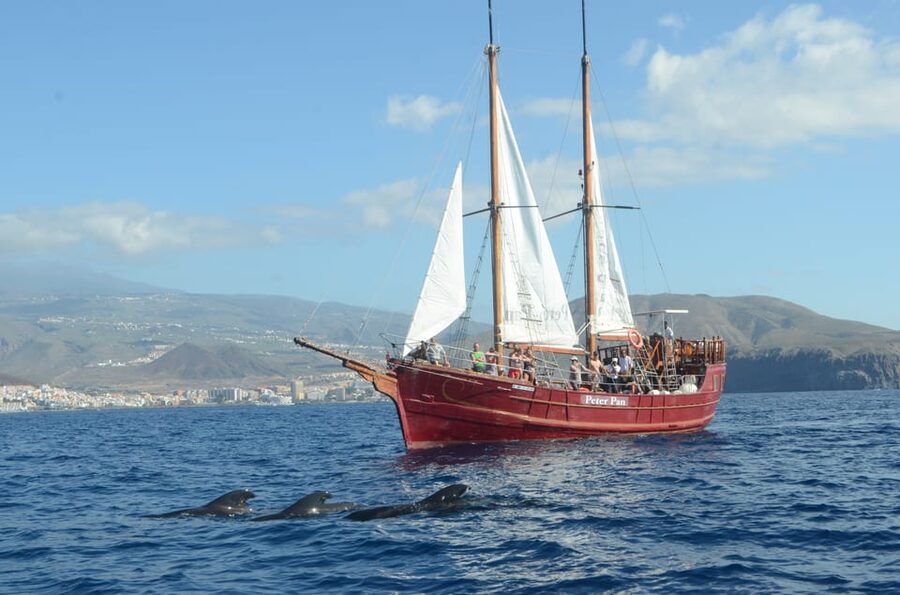 Costa Adeje: Respectful Whale-Watching Sailboat Tour & swim - Weather, sea conditions, and what to expect if the water is rough