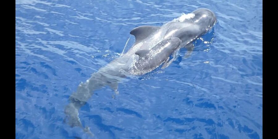 Costa Adeje: Whale and Dolphin Cruise with Food and Pickup - Key takeaways before you go