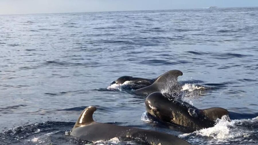 Costa Adeje: Whale and Dolphin Cruise with Food and Pickup - Costa Adeje to Puerto Colon: meeting point and what to pack