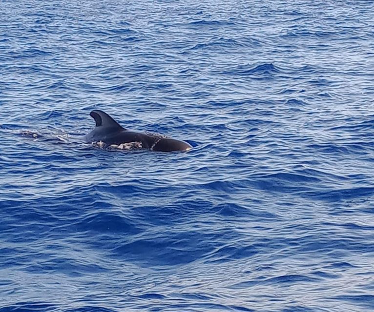 Costa Adeje: Whale and Dolphin-Watching Boat Excursion - Quick hits before you go