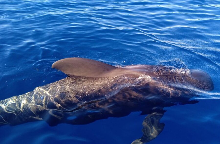 Costa Adeje: Whale and Dolphin-Watching Boat Excursion - Whales, dolphins, turtles, and the lucky surprises