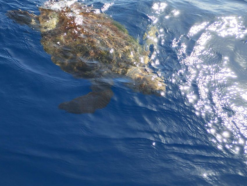 Costa Adeje: Whale and Dolphin-Watching Boat Excursion - Glass-bottom viewing, plus what it adds when sightings slow down
