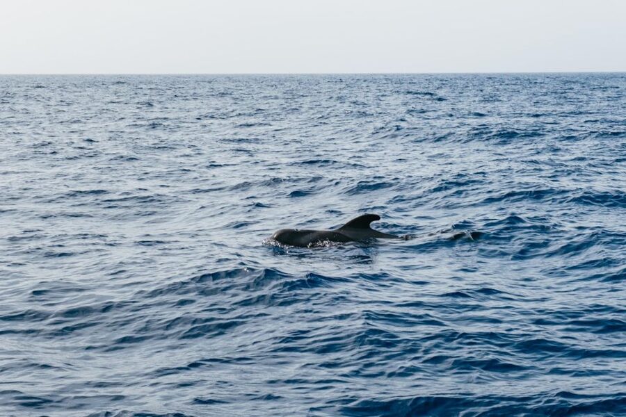 Costa Adeje: Whale & Dolphin Eco-Cruise with Snacks & Drinks - Who This Cruise Is Best For