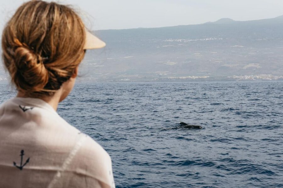 Costa Adeje: Whale & Dolphin Eco-Cruise with Snacks & Drinks - Why Costa Adeje’s Whale Watching Route Feels More Responsible