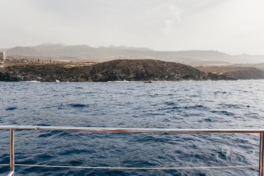 Costa Adeje: Whale & Dolphin Eco-Cruise with Snacks & Drinks - The Swim and Snorkel Moment in the Atlantic