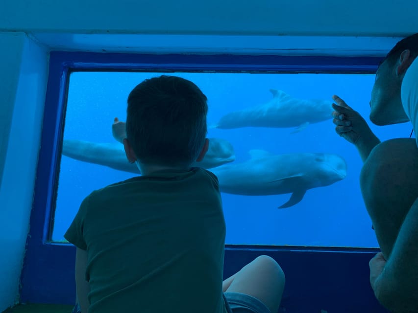 Costa Adeje: Whale & Dolphin Submarine Vision Mini Cruise - Key Takeaways Before You Go