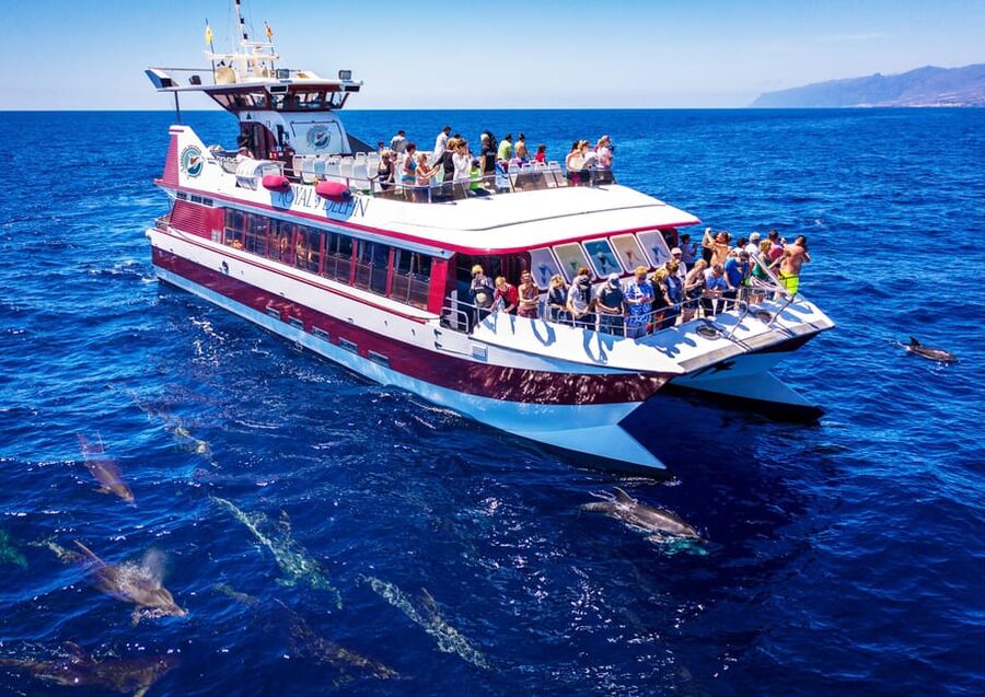 Costa Adeje: Whale & Dolphin Submarine Vision Mini Cruise - Submarine-Style Viewing Without Getting Wet