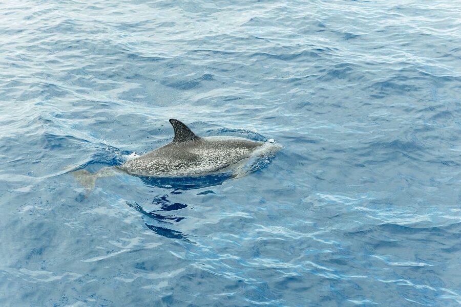 Costa Adeje: Whale & Dolphin Submarine Vision Mini Cruise - Comfort, Extras, and Whether $35 Feels Like a Deal