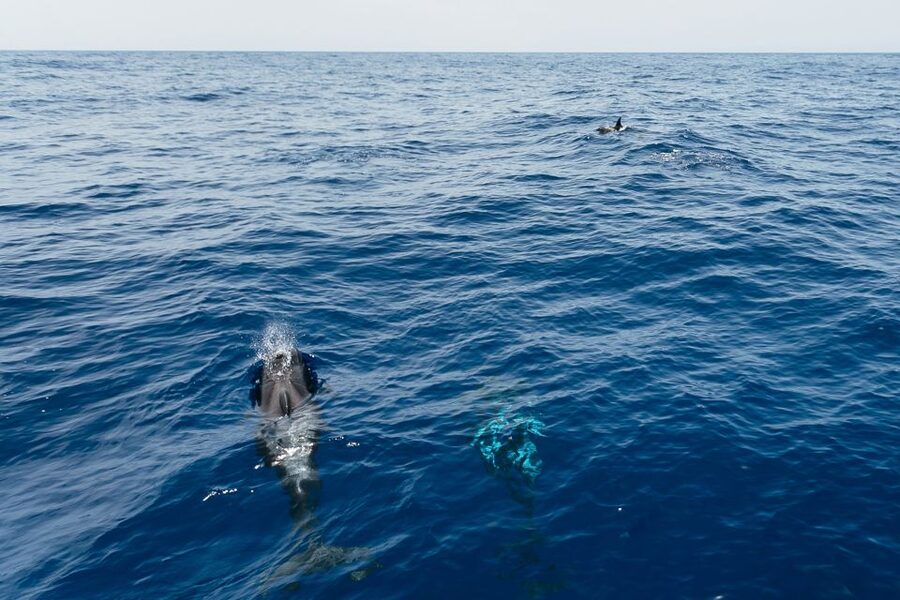 Costa Adeje: Whale Watching Catamaran Tour with Drinks - Key highlights at a glance