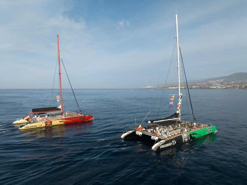 Costa Adeje: Whale Watching Cruise - Value check: is $55 a fair deal for whales and a swim?