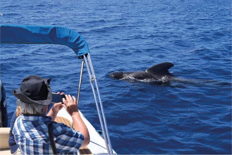 Costa Adeje: Whale Watching Eco Experience with Hydrophone. - Costa Adeje and Europe’s only whale sanctuary setting