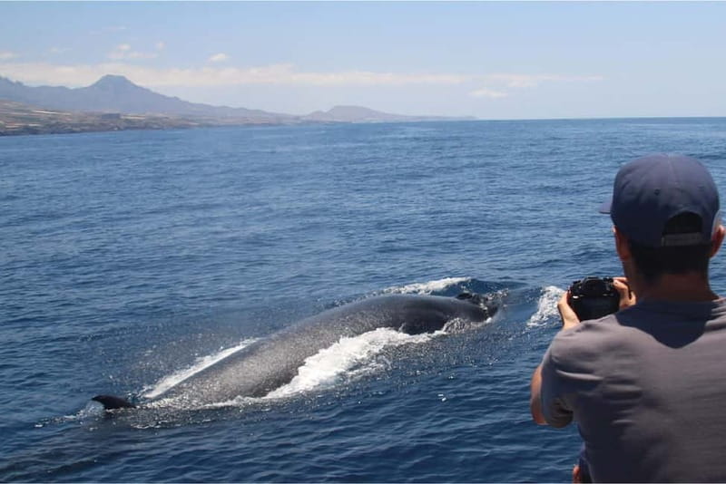 Costa Adeje: Whale Watching Eco Experience with Hydrophone. - Which animals you might spot, including pilot whales
