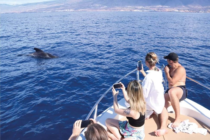 Costa Adeje: Whale Watching Eco Experience with Hydrophone. - 2.5 hours on the water, what the rhythm feels like