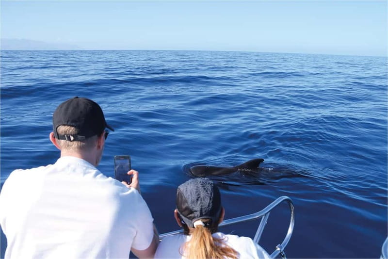 Costa Adeje: Whale Watching Eco Experience with Hydrophone. - Price and value: paying for conservation, not crowds