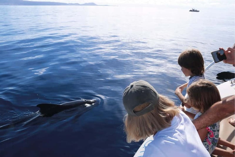 Costa Adeje: Whale Watching Eco Experience with Hydrophone. - Practical tips before you go
