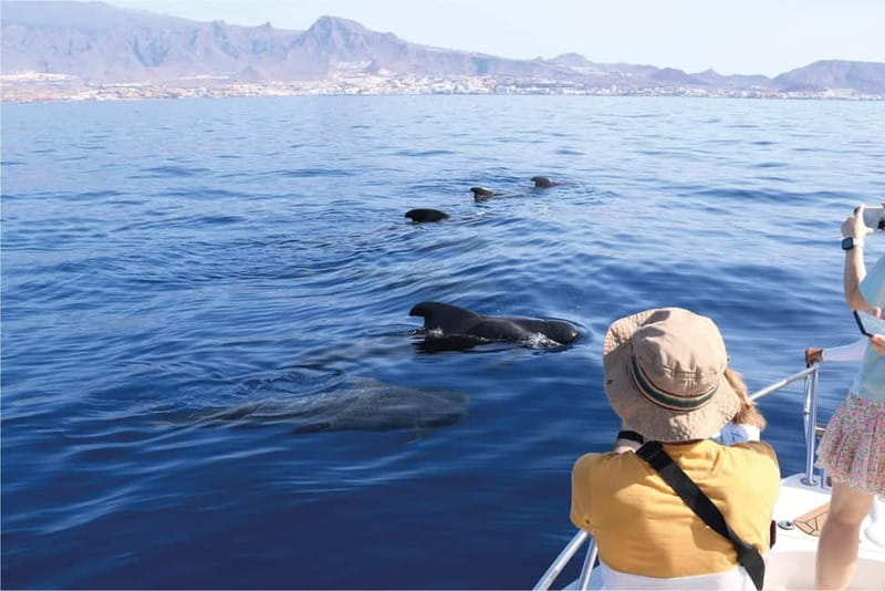 Costa Adeje: Whale Watching Eco Experience with Hydrophone. - Papacho 2 and a biologist-led small-group setup