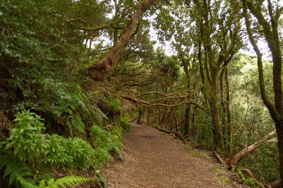 Cruz del Carmen: Hiking in Anaga with Local Food Products - Why Anaga, Taborno, and the laurel forest are a smart pairing