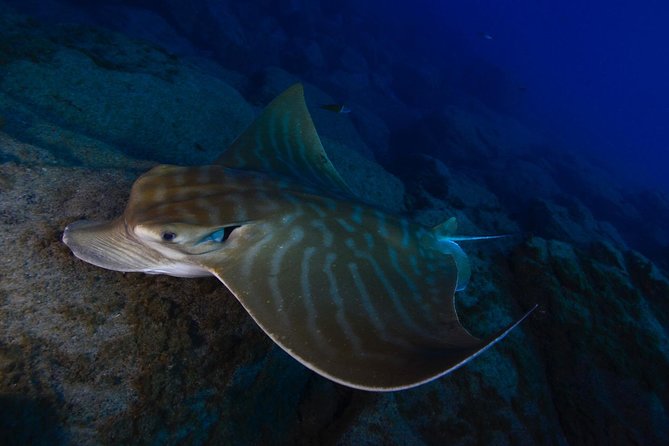 DEEP DIVING SPECIALITY - Discover a new world up to 40m depth ! - Why Las Galletas is a smart base for a 40m speciality