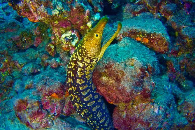 DEEP DIVING SPECIALITY - Discover a new world up to 40m depth ! - The small-group advantage, with Ludo and Julie in the mix