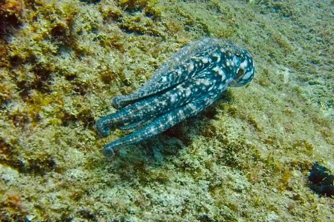DEEP DIVING SPECIALITY - Discover a new world up to 40m depth ! - Photos included: why that matters after 40m day one