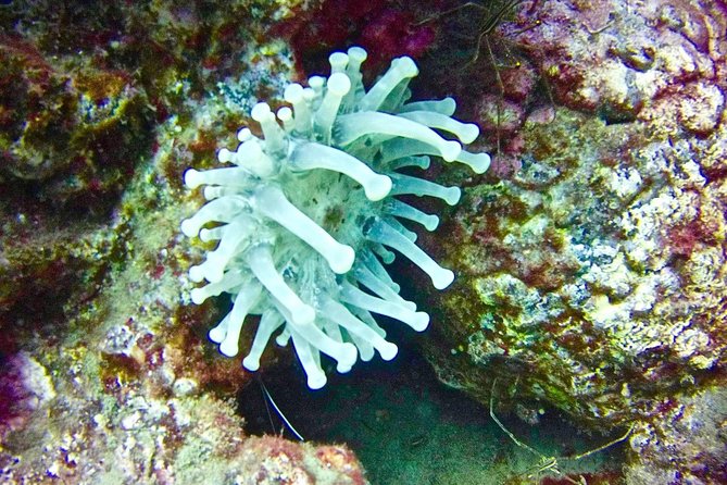 DEEP DIVING SPECIALITY - Discover a new world up to 40m depth ! - Price and value: what $439.13 really covers
