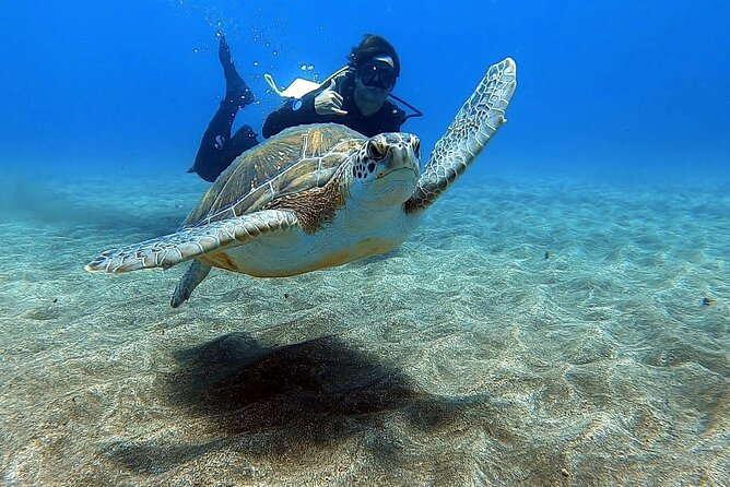 Discover beginner diving in Tenerife - Quick Highlights Before You Go Under