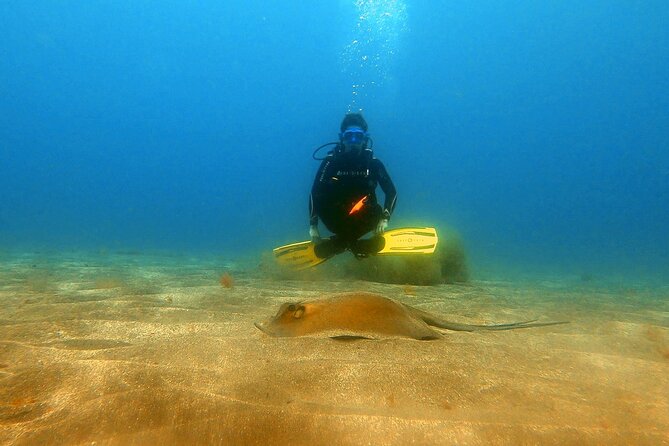 Discover beginner diving in Tenerife - What You’ll See at Up to 11 Meters in Tenerife