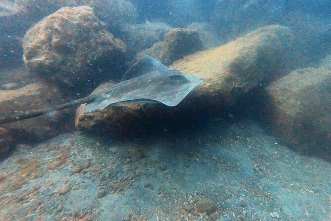 Discover beginner diving in Tenerife - The Instructor Experience: Why Pedro Gets Mentioned So Often