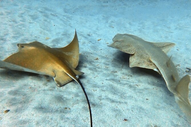 Discover beginner diving in Tenerife - Price and Value: What You Get for About $90