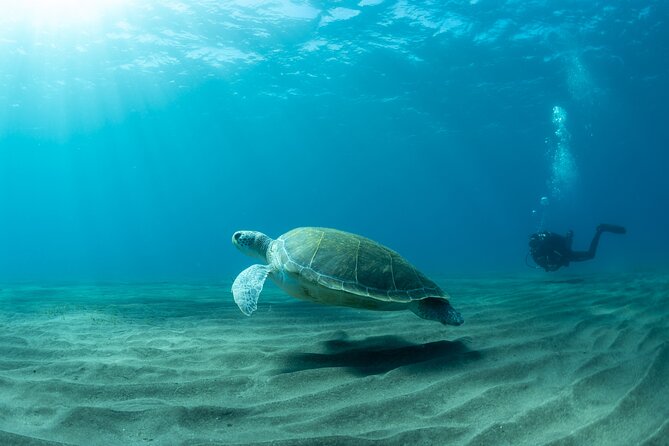 Discover beginner diving in Tenerife - Meet Point in Abades and Why It Matters for First-Timers