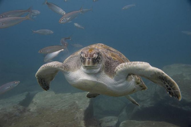 Discover Scuba Diving Adventure in Tenerife - First steps in El Fraile, near Las Galletas