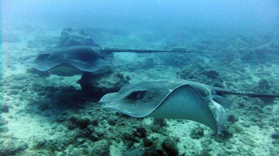Discover Scuba Diving Experience - Marine life chances: what to look for, and how to enjoy the sightings
