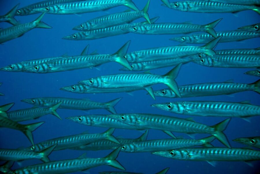 Discover Scuba Diving Experience - Small-group advantage: up to 4 people makes a real difference